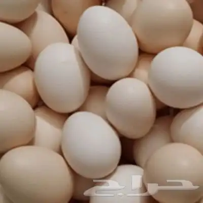بيض بلدي عضوي طازج تجميع يومي اليوم سعر الطبق 15 ريال 1