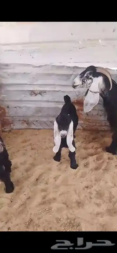 رغوث روم وسلم ديد رقم واحد حليب وافر معرفه تحتها تيس وجفره 8