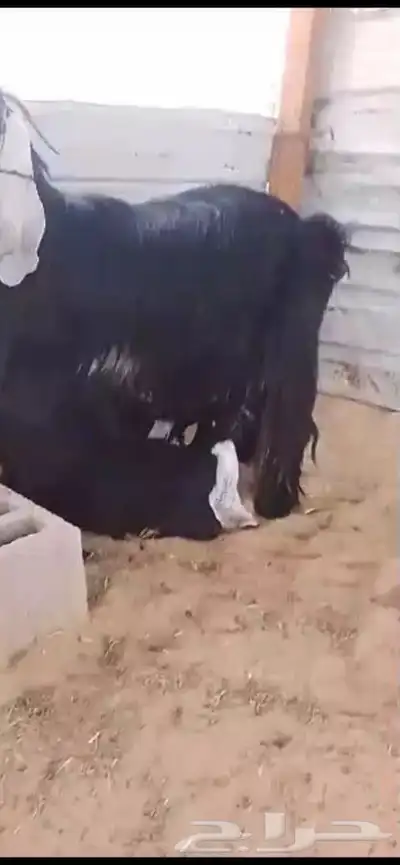 رغوث روم وسلم ديد رقم واحد حليب وافر معرفه تحتها تيس وجفره 2