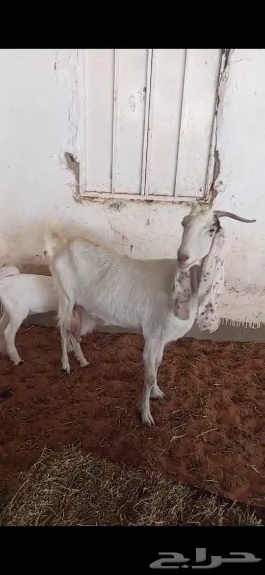عنز تحتها تيس تم البيع 1