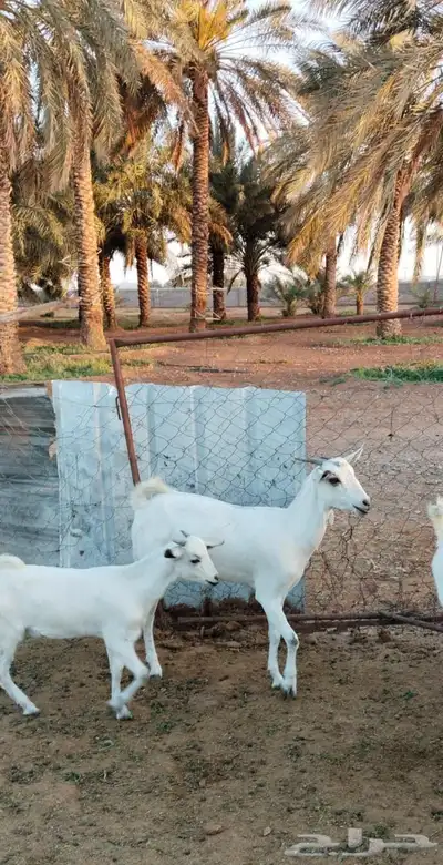 معزى بيشيات للبيع 8