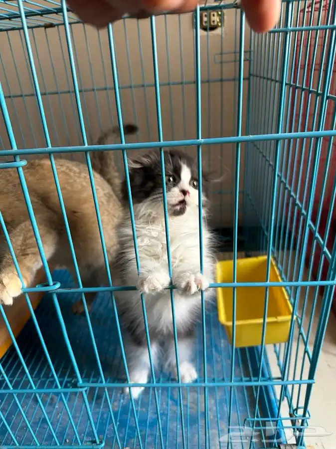 كيتن سكوتش 4