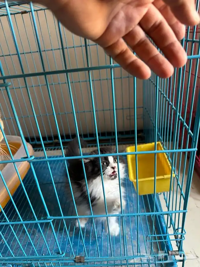 كيتن سكوتش 3