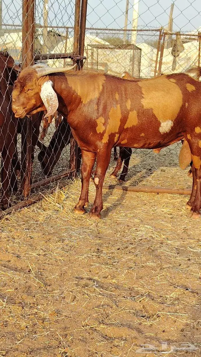 فحل أبهر 0