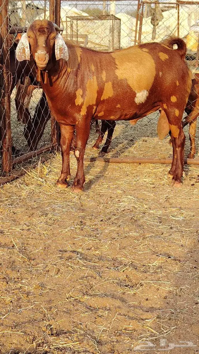 فحل أبهر 1
