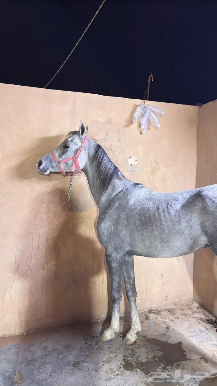 فحص الخيل ماقبل الشراء 1