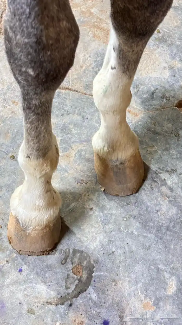 فحص الخيل ماقبل الشراء 0