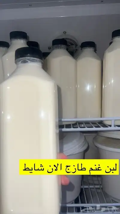 لبا غنم مطبوخ حياكم الله السطل 40 18