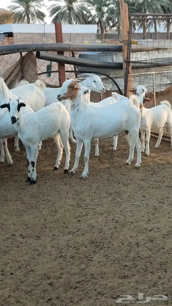 معزى بيشيات للبيع 5