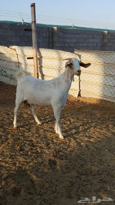 معزى بيشيات للبيع 4