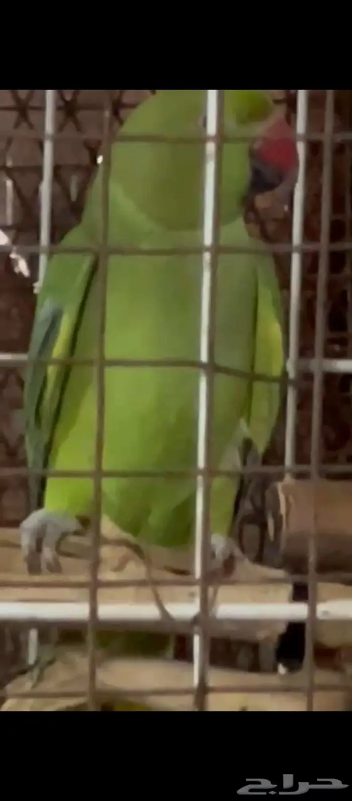 درة جاهز لانتاج 0