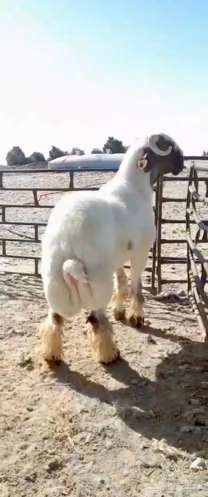 جذع فحل غنم نعيم صنف نعيمي 2