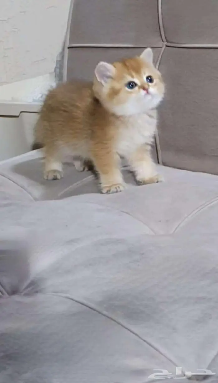 قطط سكوتش وبرتش للبيع بيور 8
