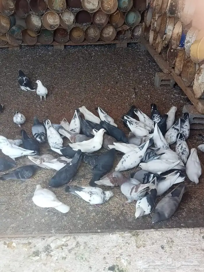 للبيع حمام مشكل 30 جوز 0