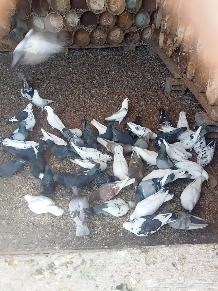 للبيع حمام مشكل 30 جوز 1