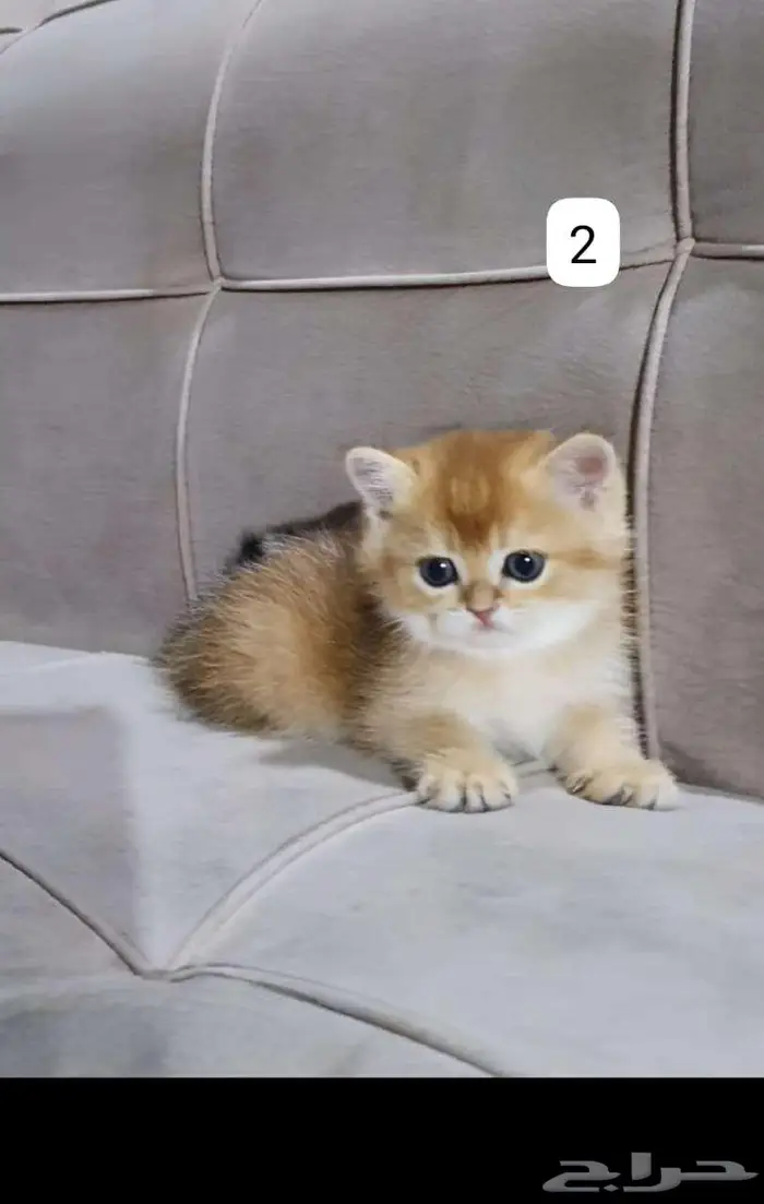 قطط سكوتش وبرتش للبيع بيور 2