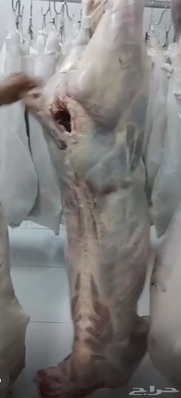 للبيع عجول باكستانيه( وصل دفعه جديده) 2