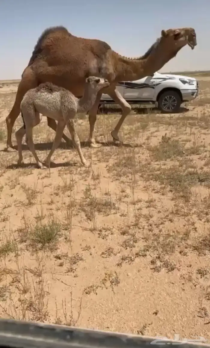 البيع خلفه حمرا كفو 0