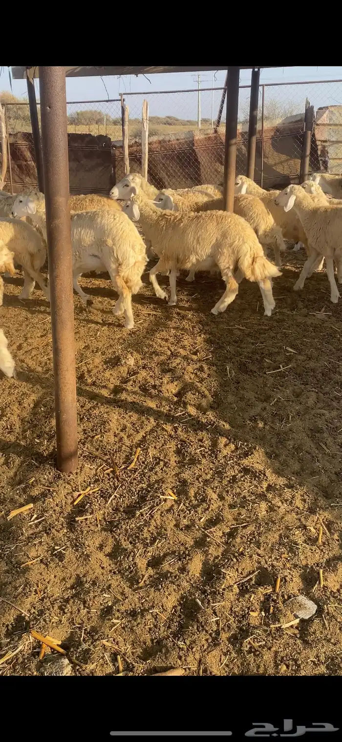 طليان ورخال تضحي 16