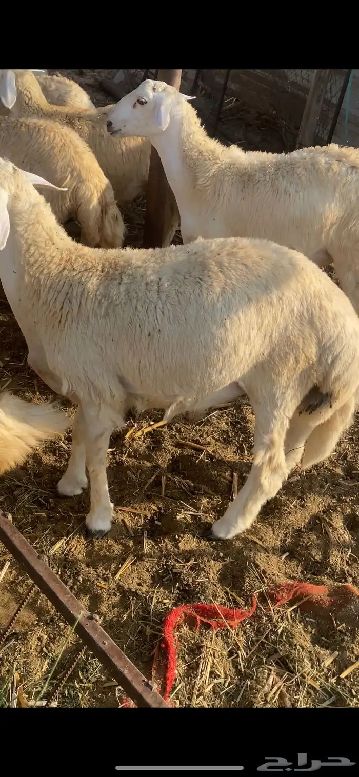 طليان ورخال تضحي 14