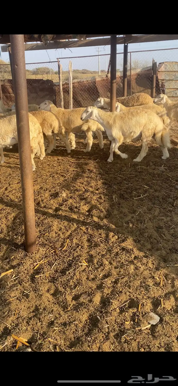 طليان ورخال تضحي 13