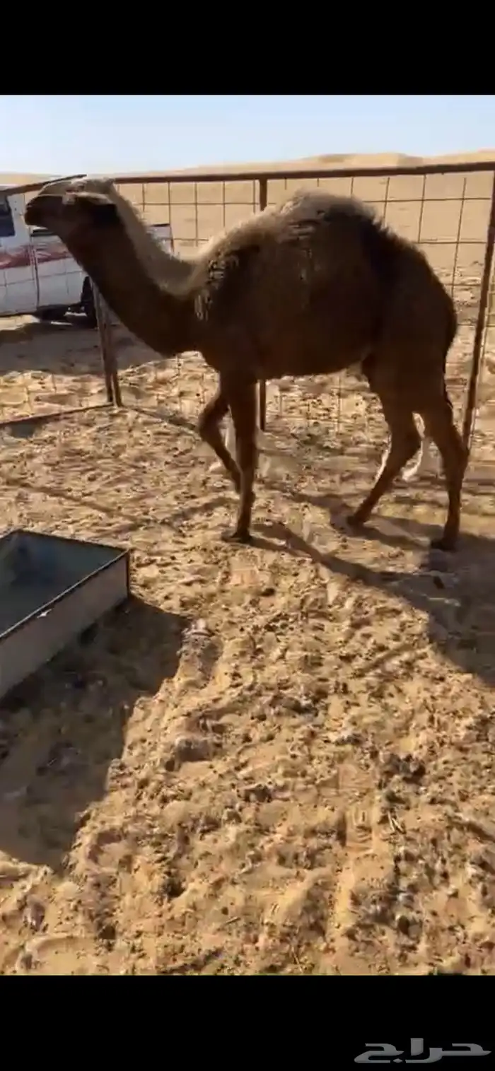 قعودان 0