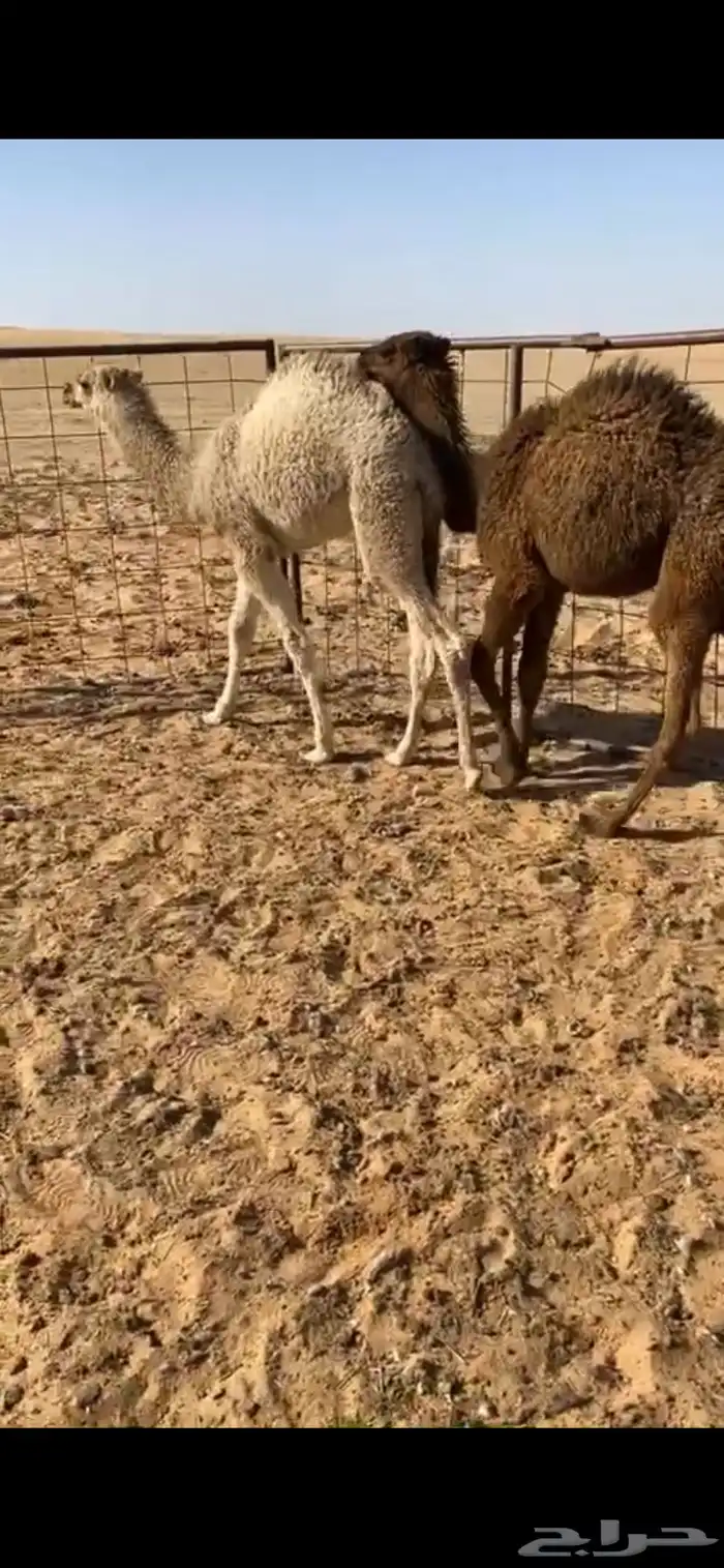 قعودان 1