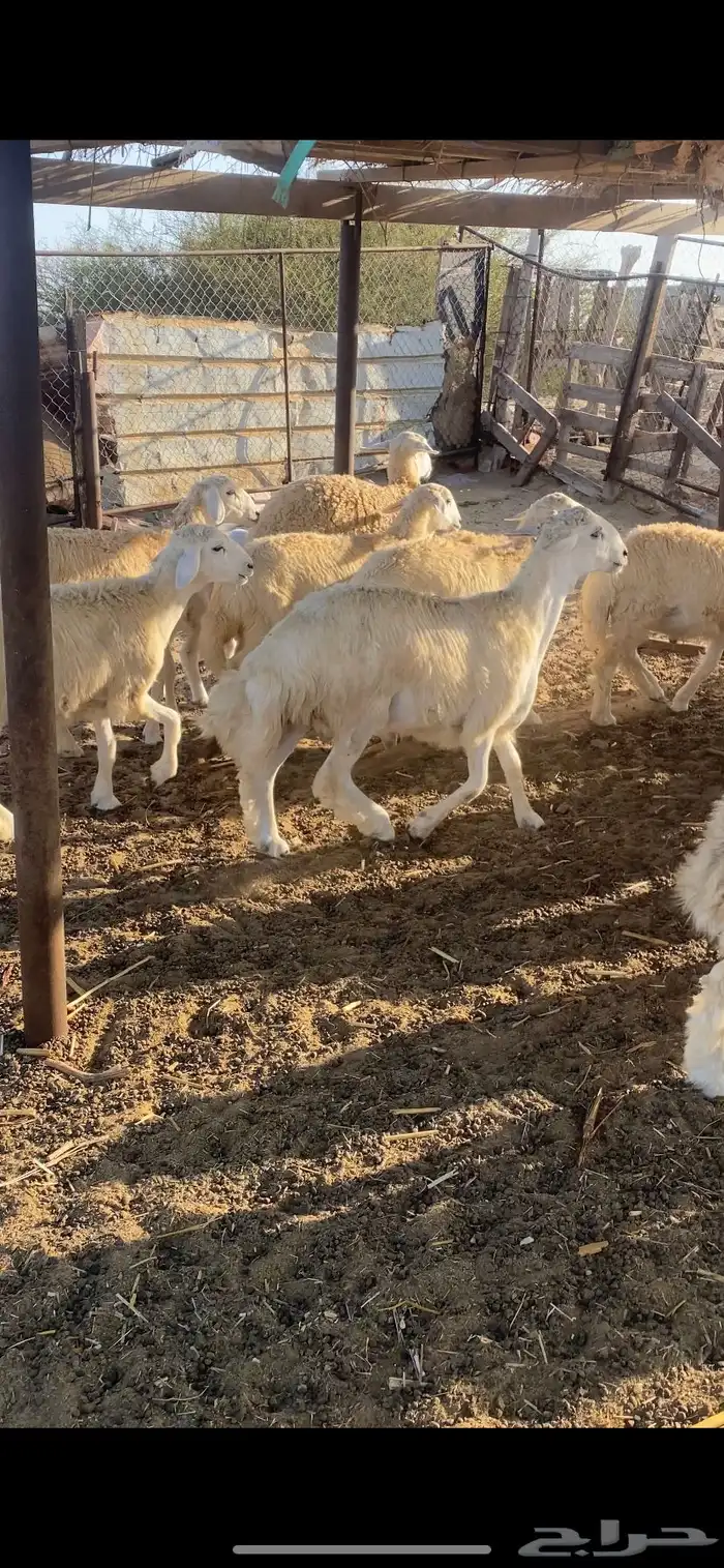 طليان ورخال تضحي 4