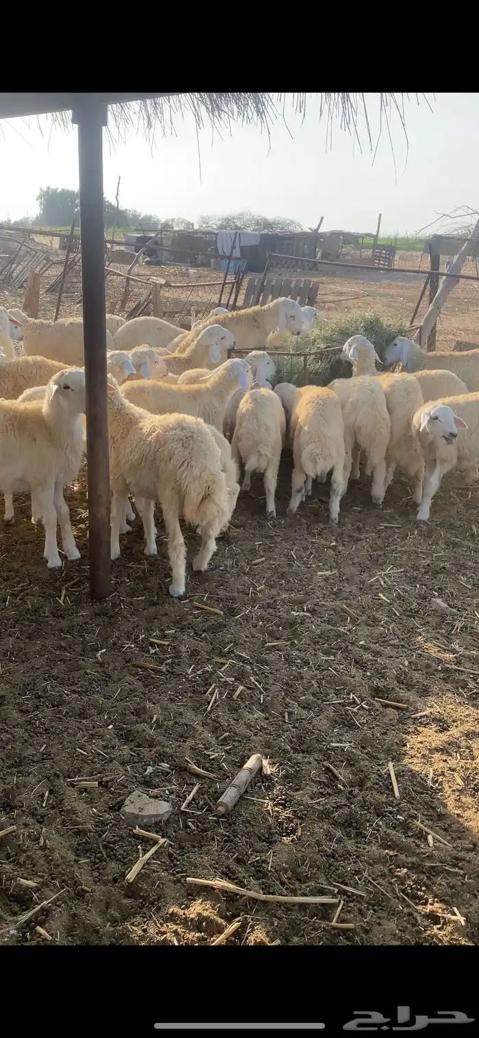 طليان ورخال تضحي 6