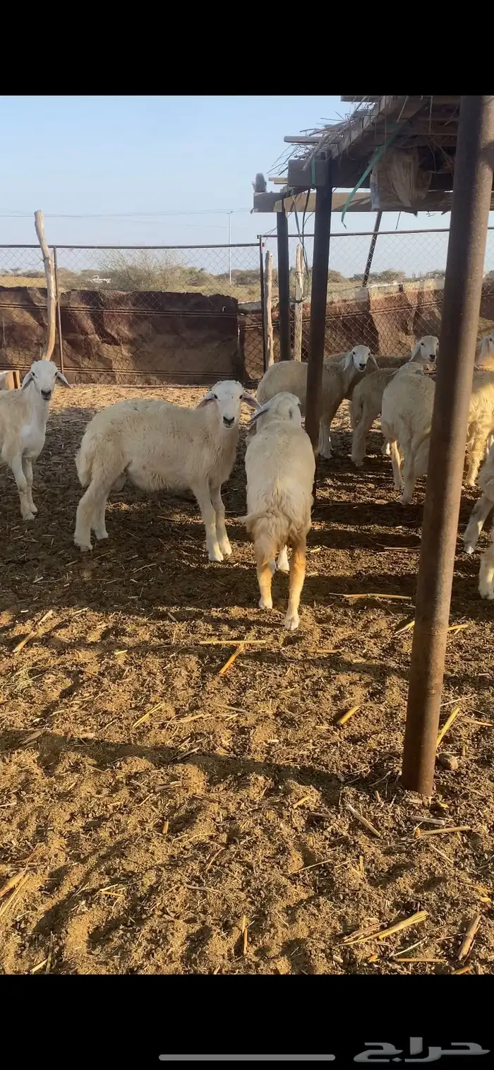 طليان ورخال تضحي 9