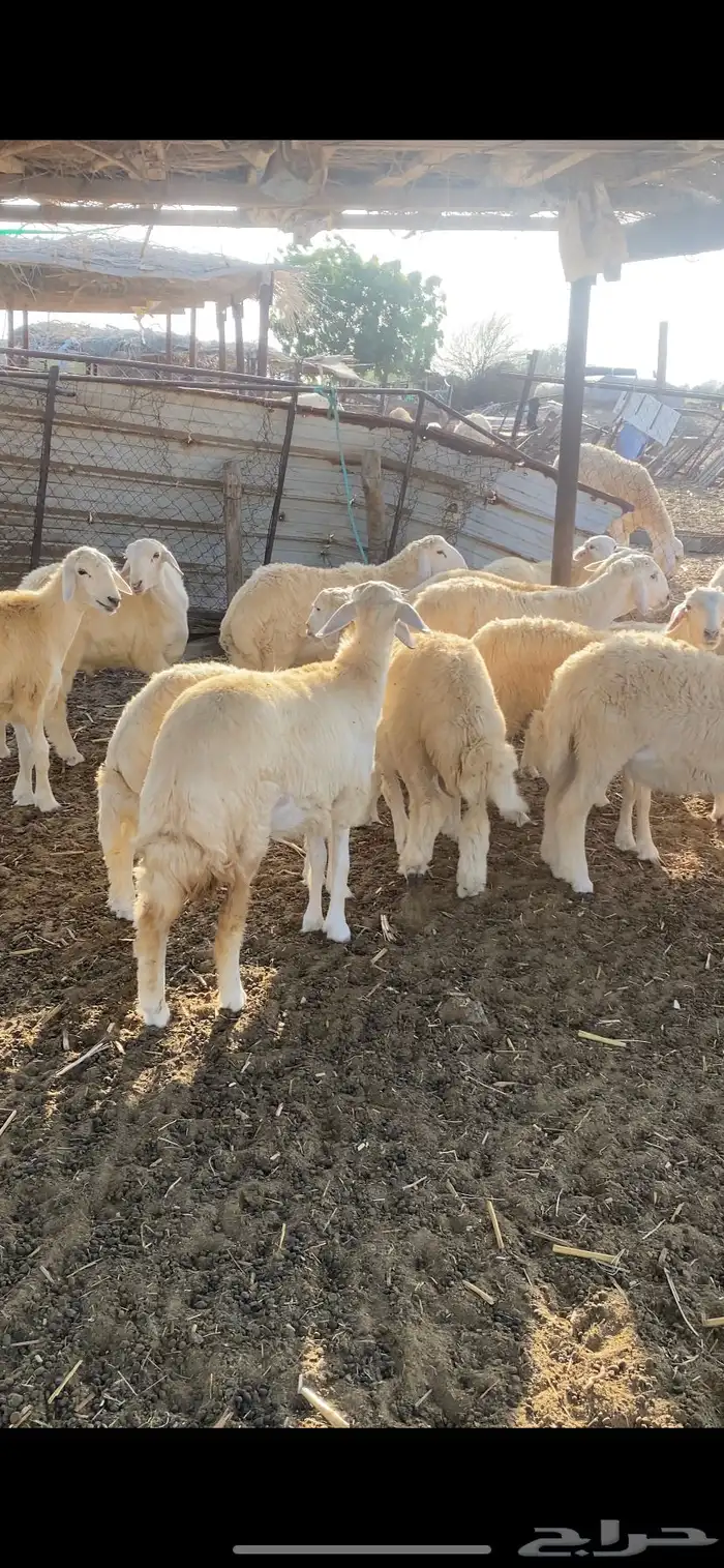 طليان ورخال تضحي 2