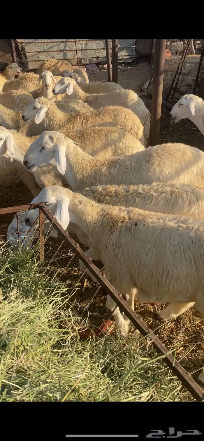 طليان ورخال تضحي 15