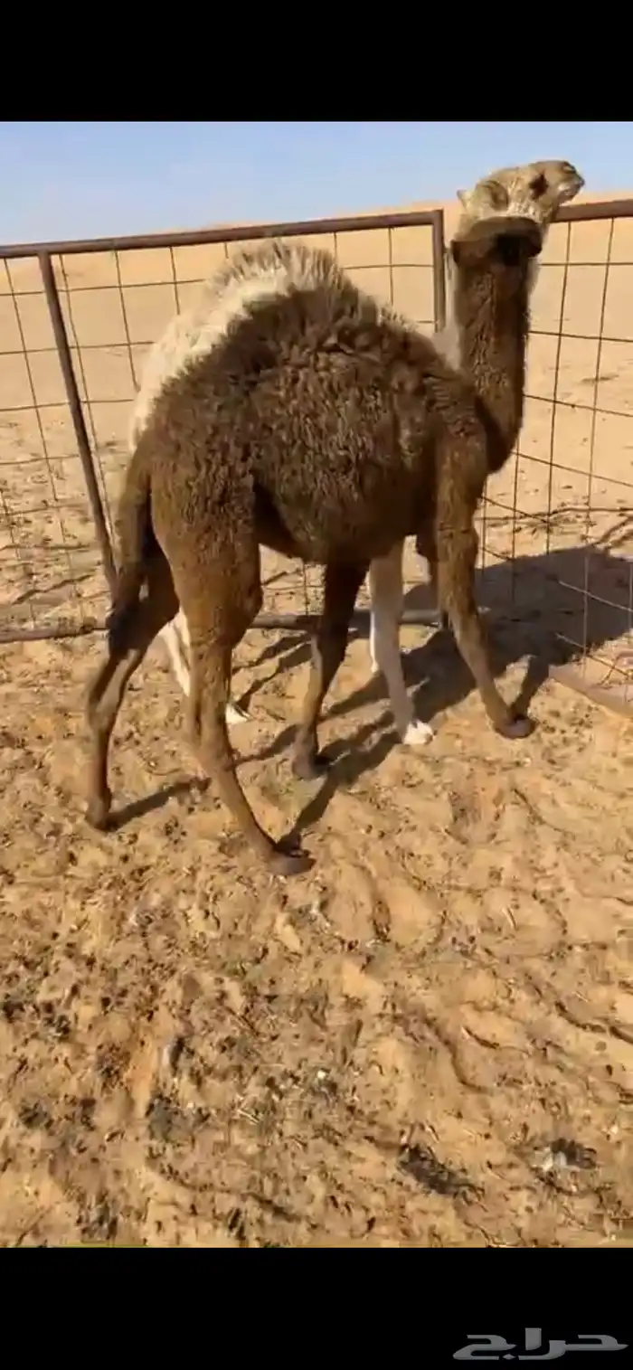 قعودان 2