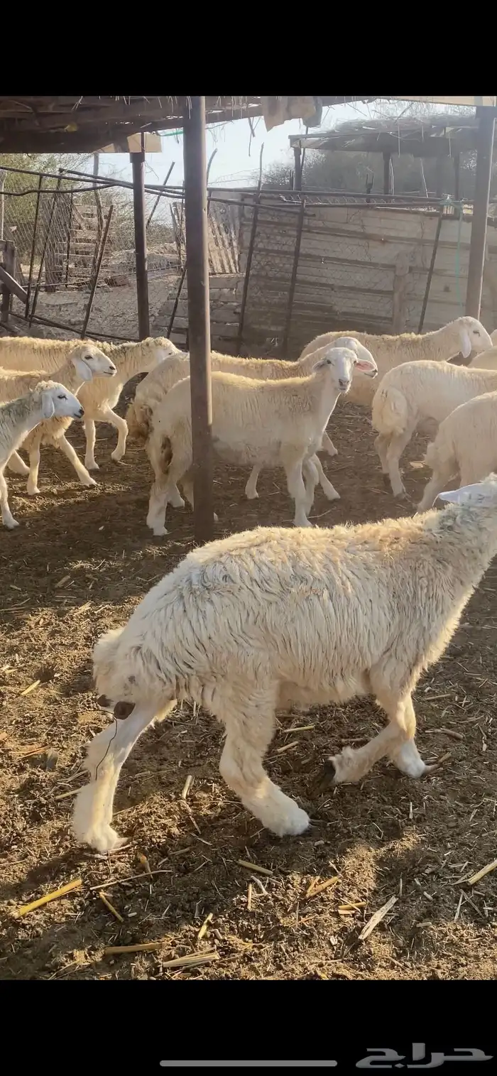 طليان ورخال تضحي 7