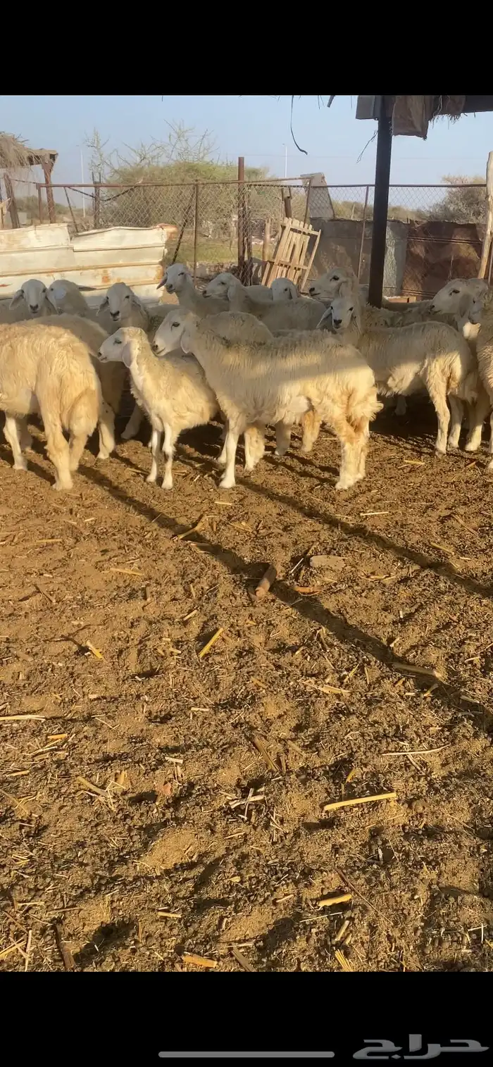 طليان ورخال تضحي 11