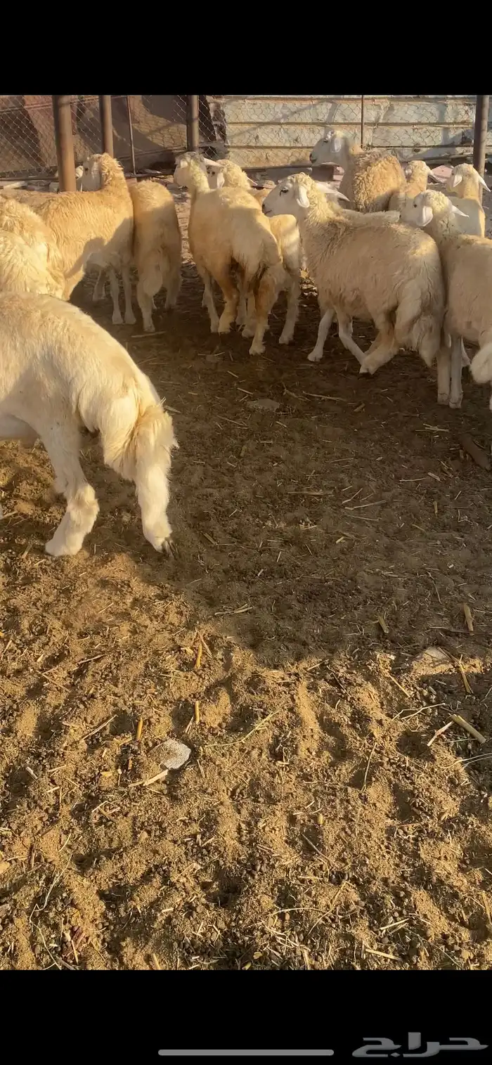 طليان ورخال تضحي 17