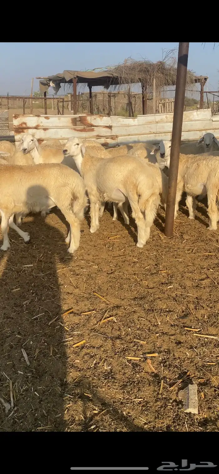 طليان ورخال تضحي 0