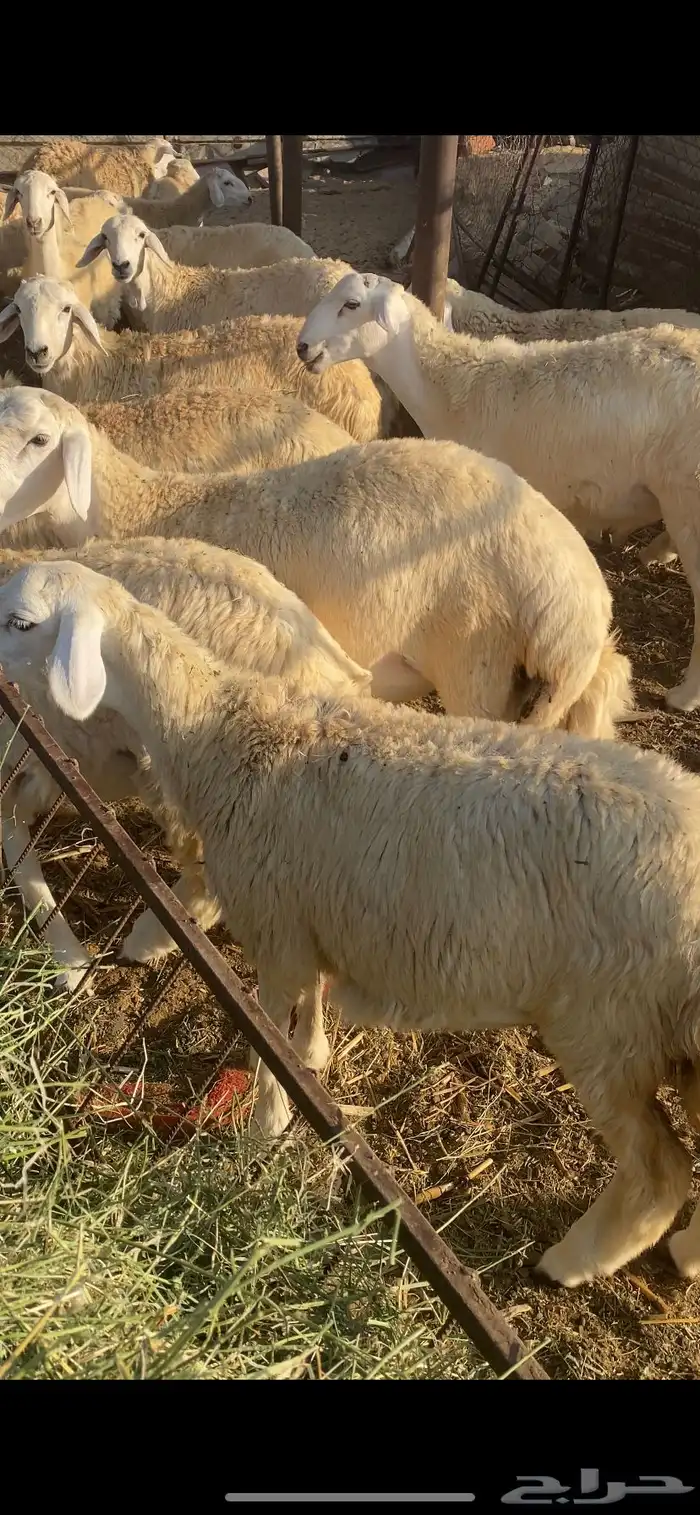 طليان ورخال تضحي 12
