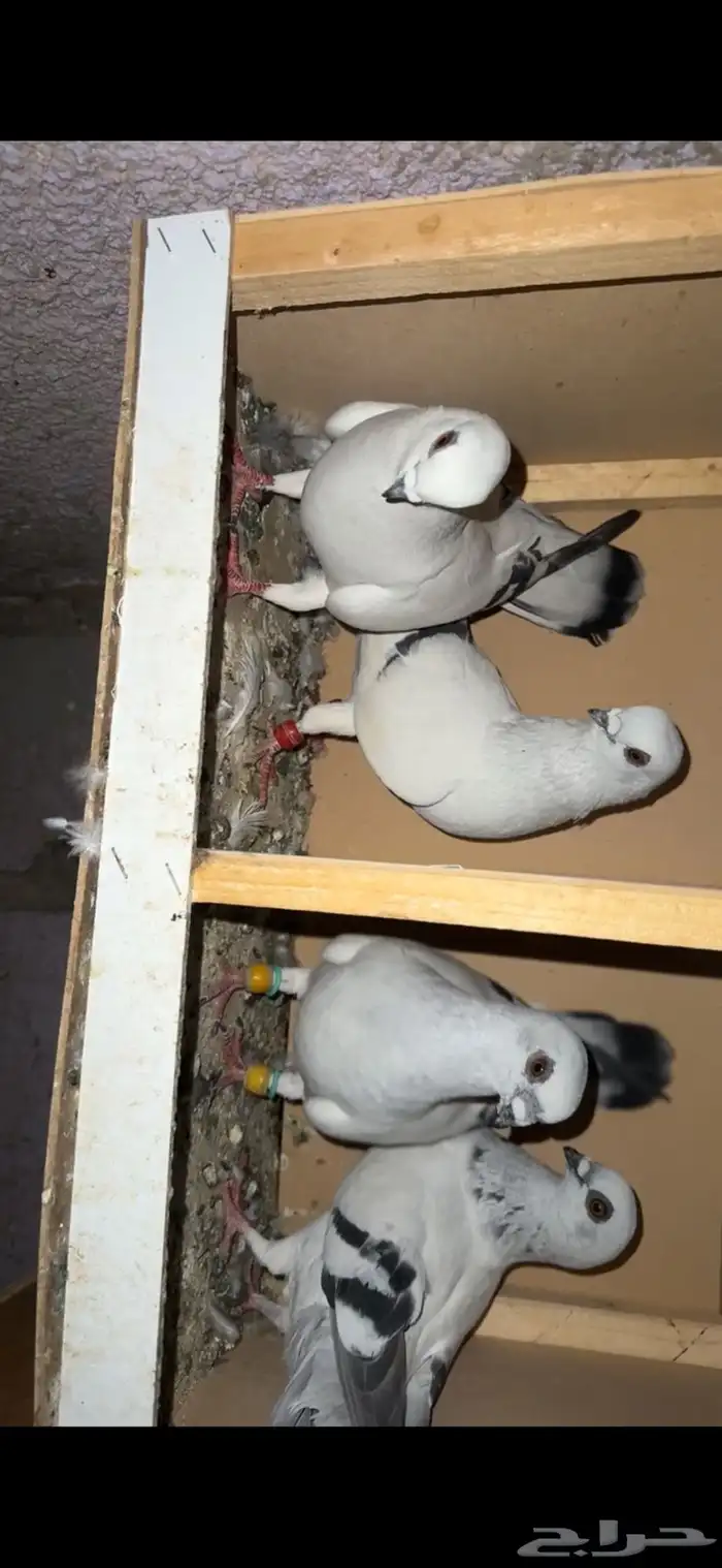 حمام بوز 1