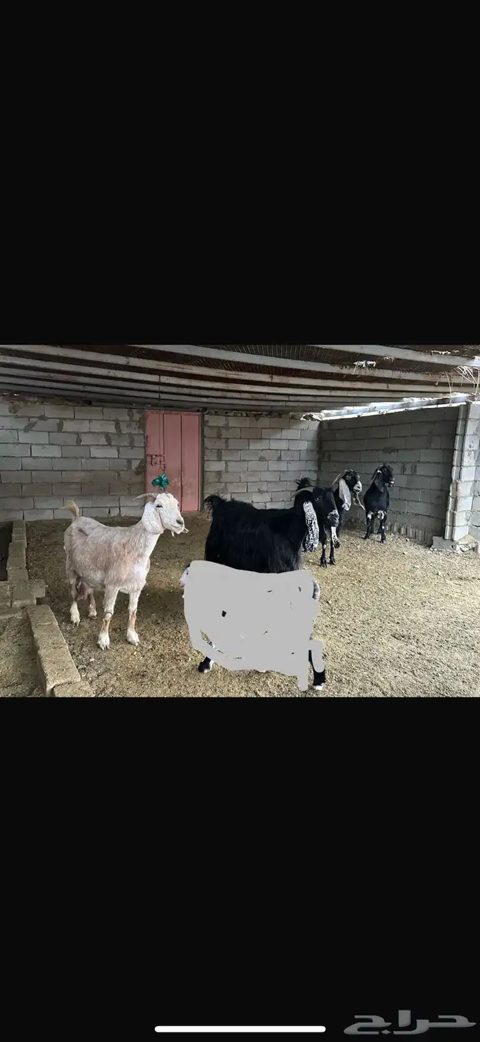 عنيز عارضيات. تم تم تم تم البيع 0