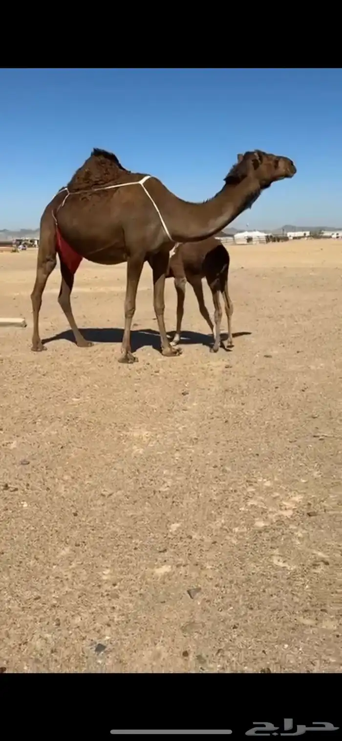 خلفه ساحليه كفو بكر تحتها بكره 2