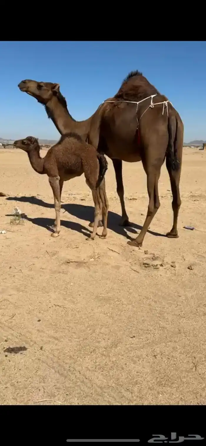 خلفه ساحليه كفو بكر تحتها بكره 7