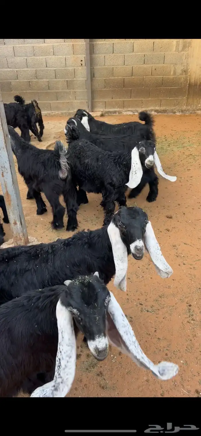 موصل حلال اغنام حشو 0