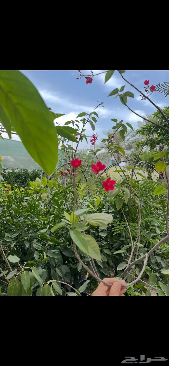 شتلات ياسمين أحمر وزهور Flowers 3