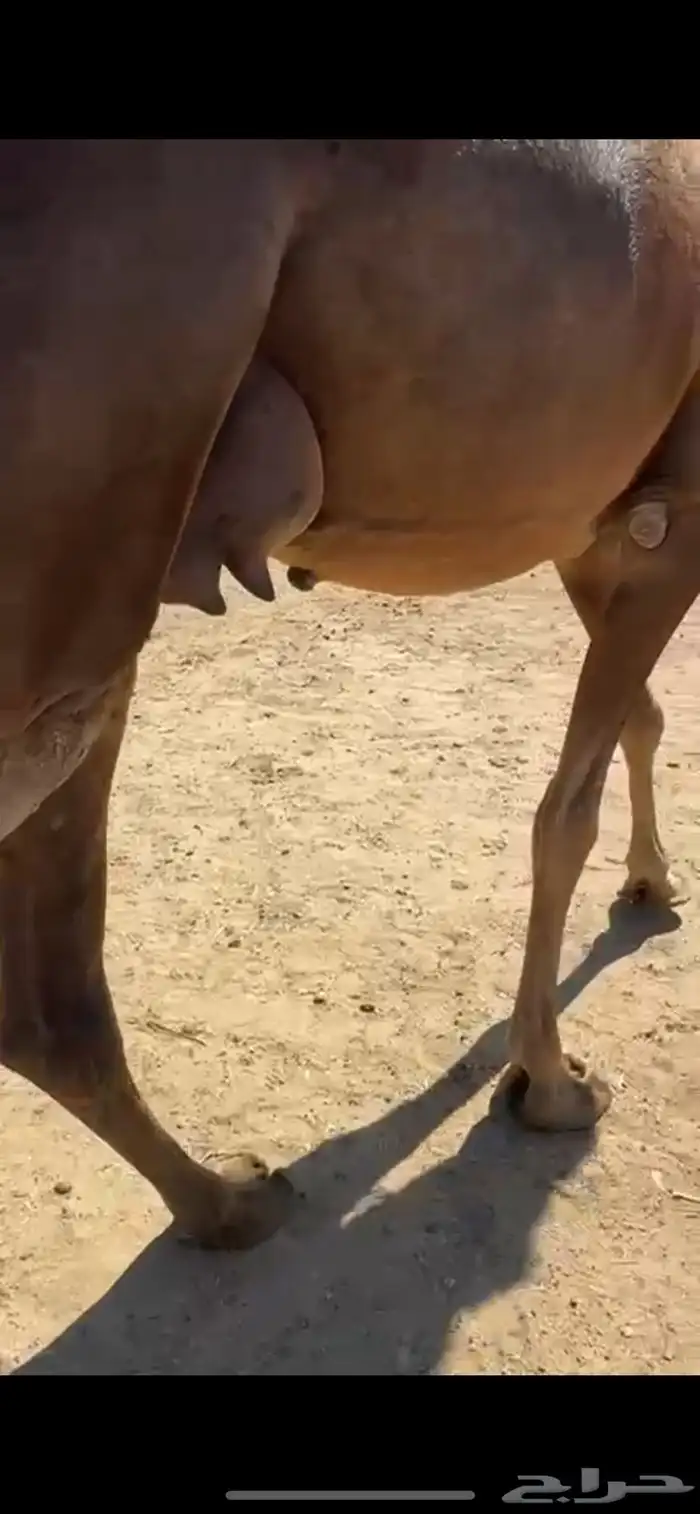 خلفه ساحليه كفو بكر تحتها بكره 3