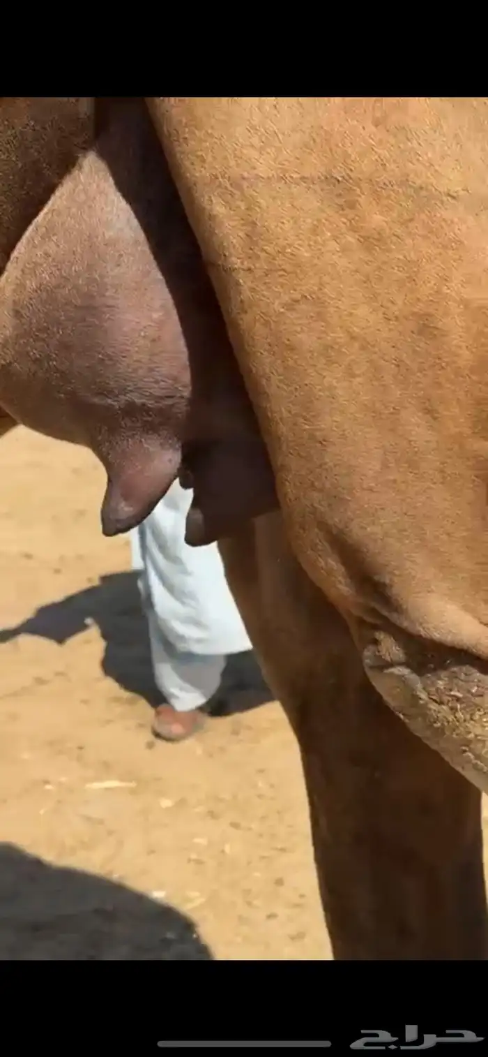 خلفه ساحليه كفو بكر تحتها بكره 0