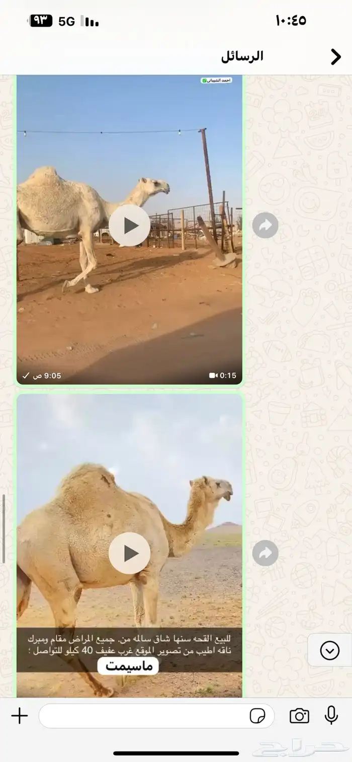 الابل و سيارات 1