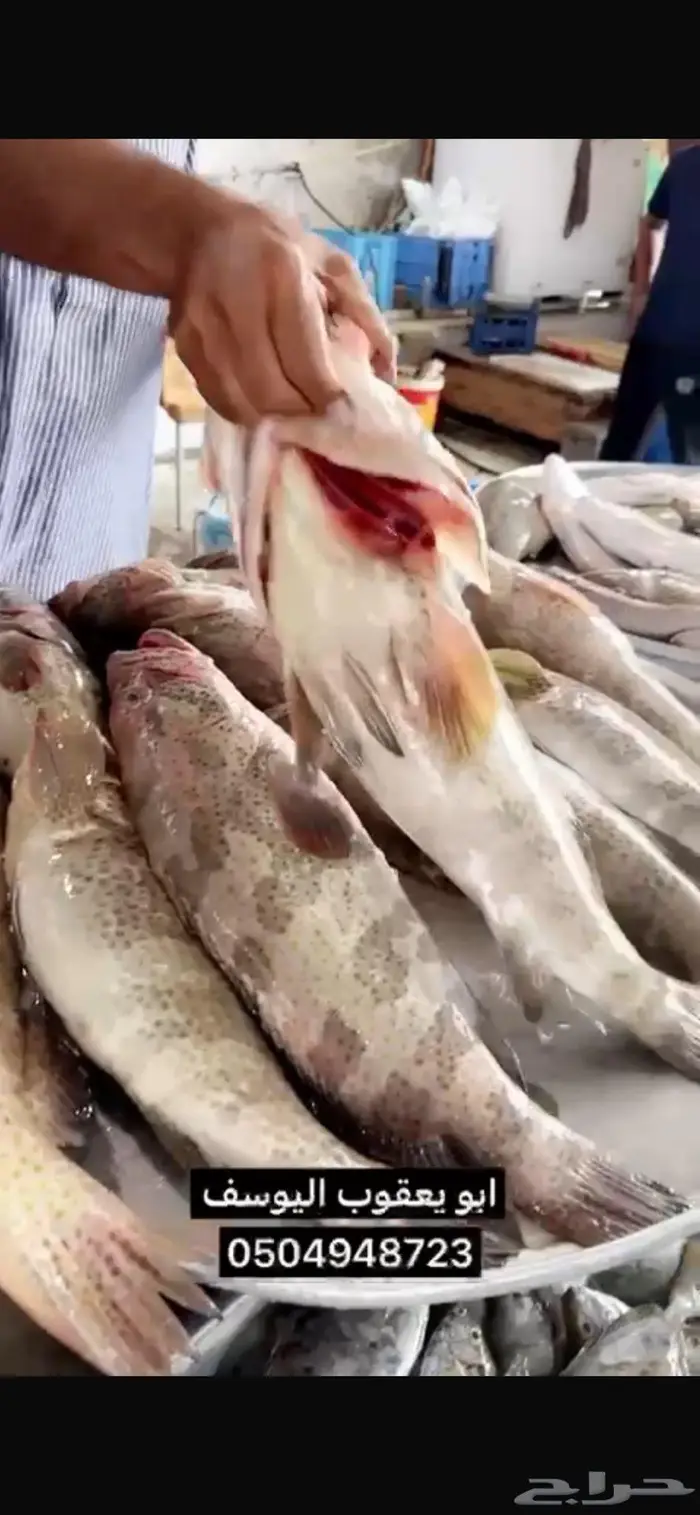 هامور كنعد شعري عندق فسكر من الجبيل إلى بقيق 3