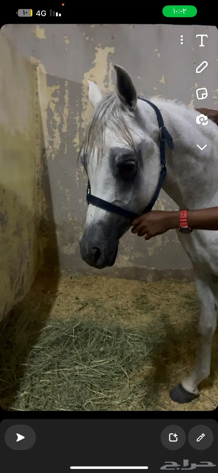 خيول للبيع 0