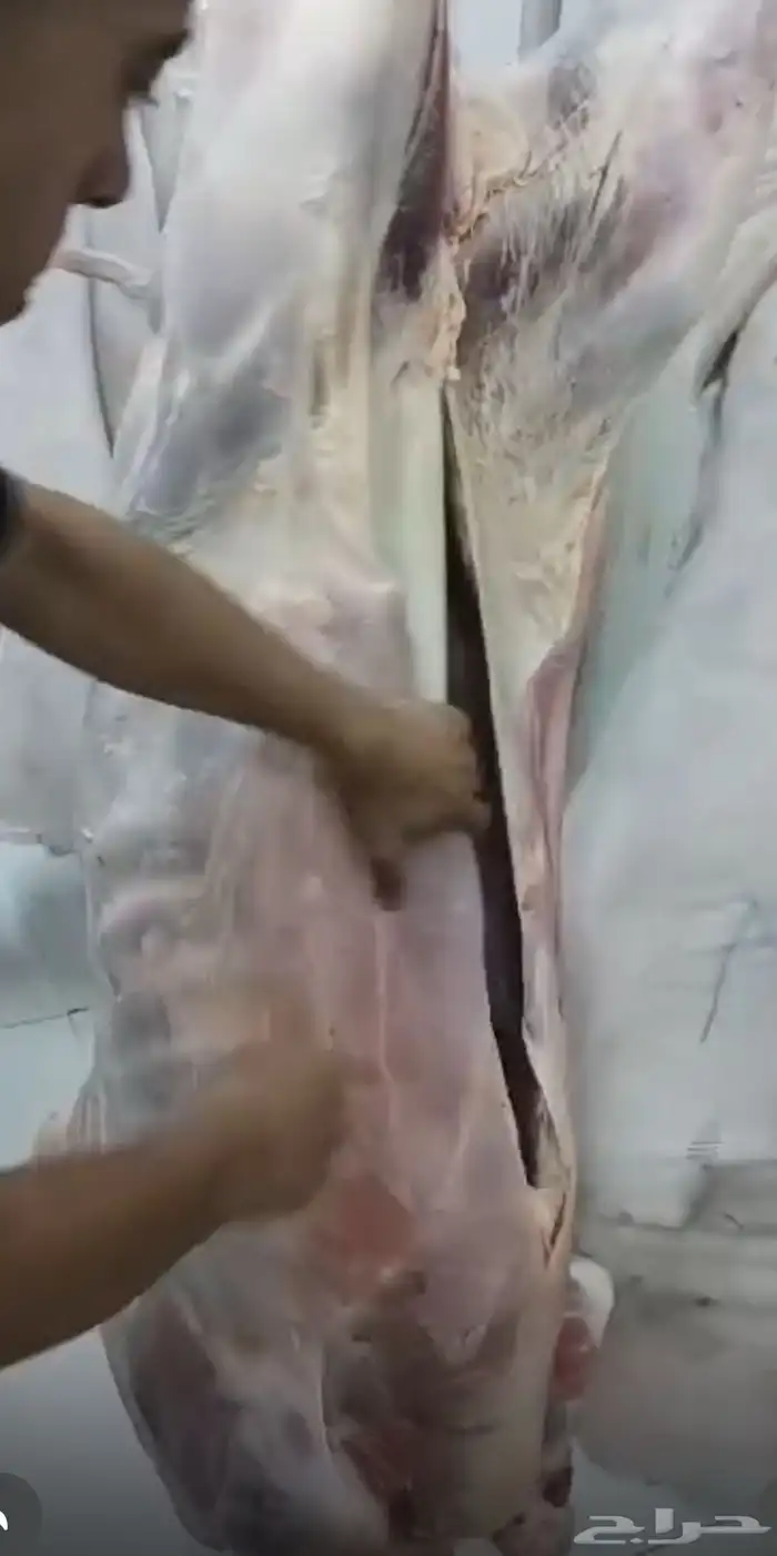 للبيع عجول باكستانيه( وصل دفعه جديده) 4